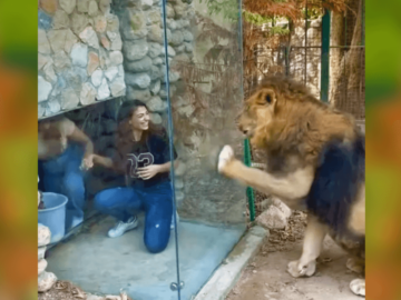 Lebanese “Animal Sanctuary” Slammed for Animal Abuse – Sign to Shut them Down