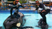 Help Lolita and All her Friends Find the Freedom they Deserve