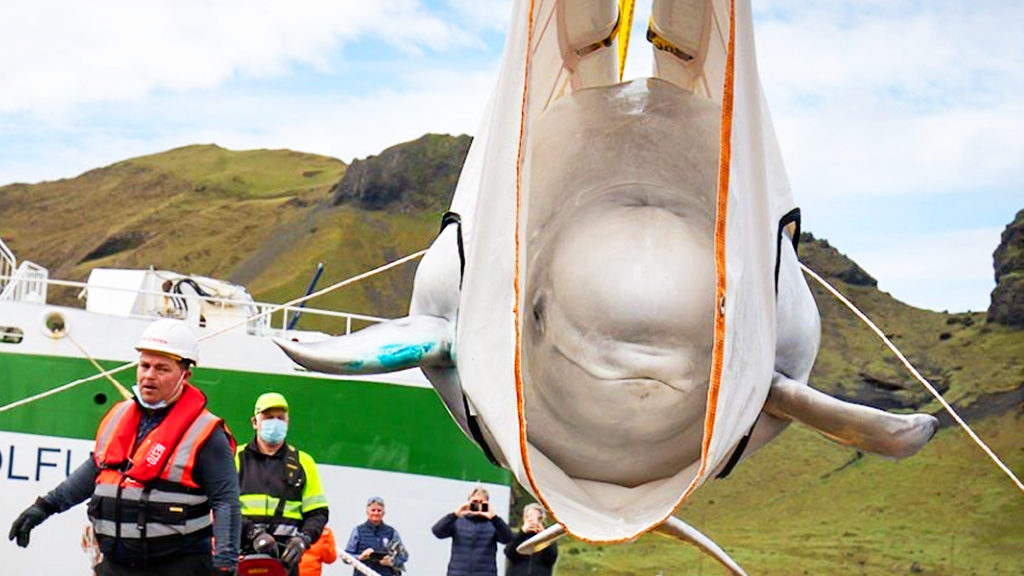 Bella the Beluga – Put an end to Her Solitary Confinement Today!