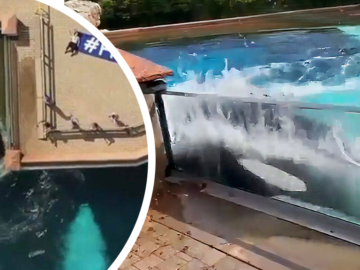 Each signature is a Kiss for Kiska – the Saddest Orca in the World