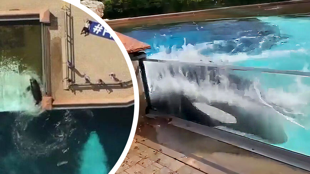 Each signature is a Kiss for Kiska – the Saddest Orca in the World