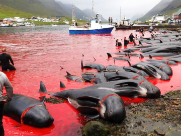 Faroe Island Massacre in 2021-2022 – Sign now to stop the slaughter in 2023!