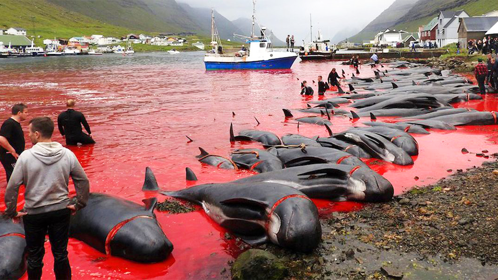 Faroe Island Massacre in 2021-2022 – Sign now to stop the slaughter in 2023!