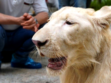 Declawed and defanged Lion Returned to Captor – Speak up for his release now!