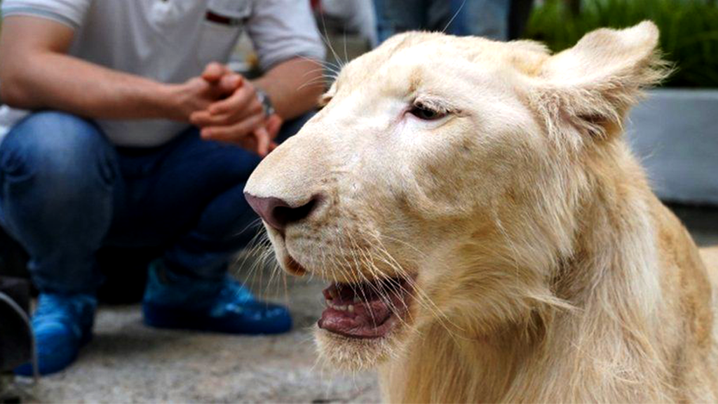 Declawed and defanged Lion Returned to Captor – Speak up for his release now!