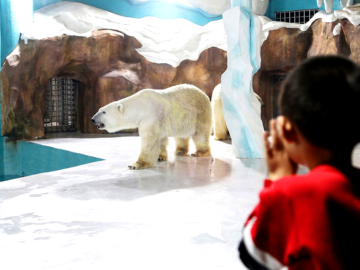 Stop the Exploitation at Polar Bear Hotel – Sign the Petition NOW!